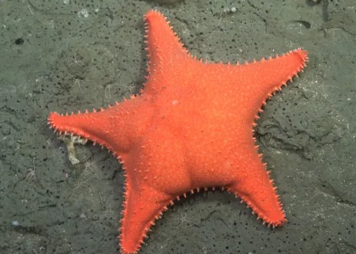 De estrellitas a medusas: charla con los científicos y científicas del fondo del mar